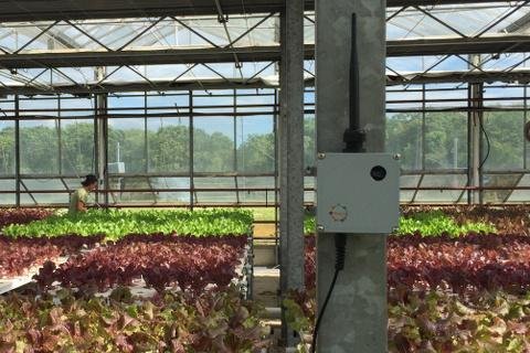 A HereLab sensor monitoring a greenhouse